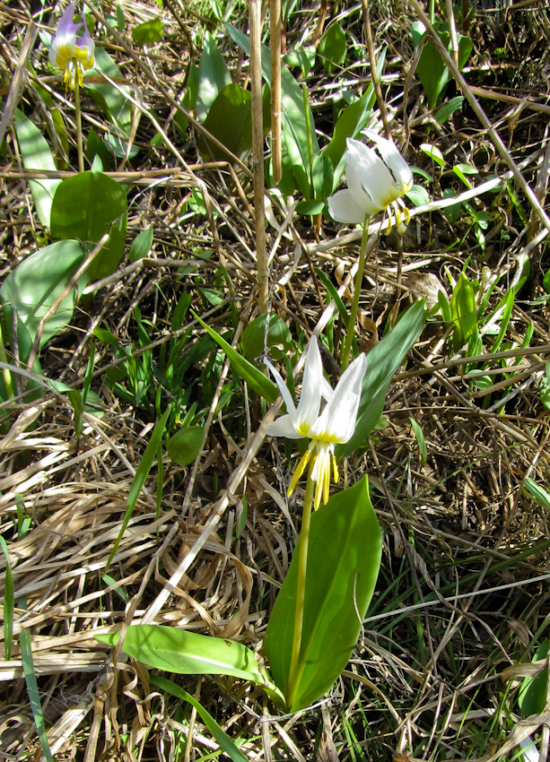 Image of genus Erythronium specimen.