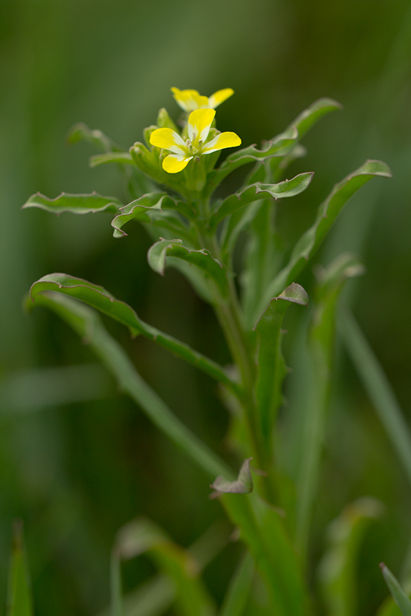 Изображение особи Erysimum repandum.