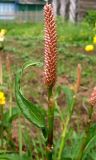 Bistorta officinalis