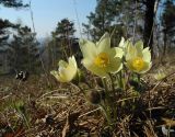 Pulsatilla orientali-sibirica