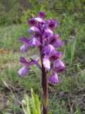 Anacamptis morio ssp. caucasica