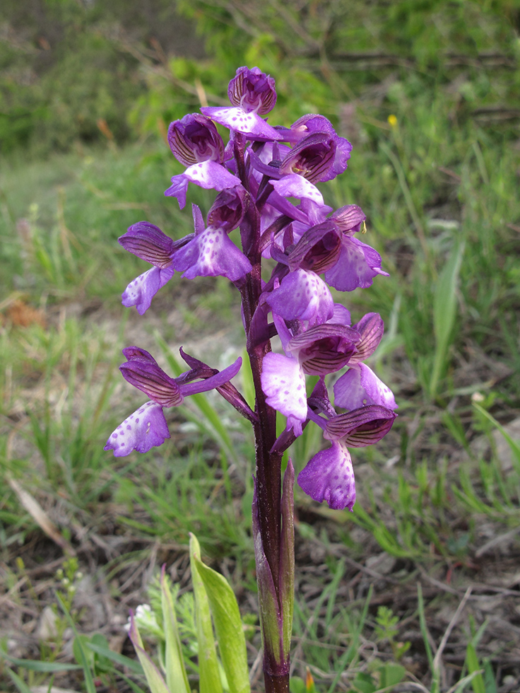 Image of Anacamptis morio ssp. caucasica specimen.