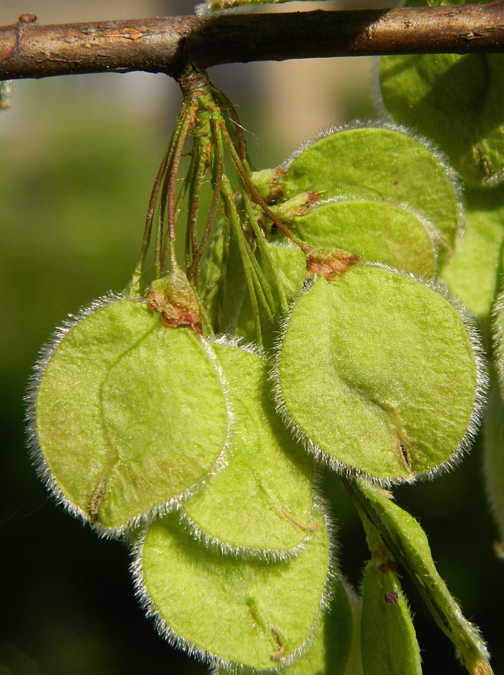 Изображение особи Ulmus laevis.