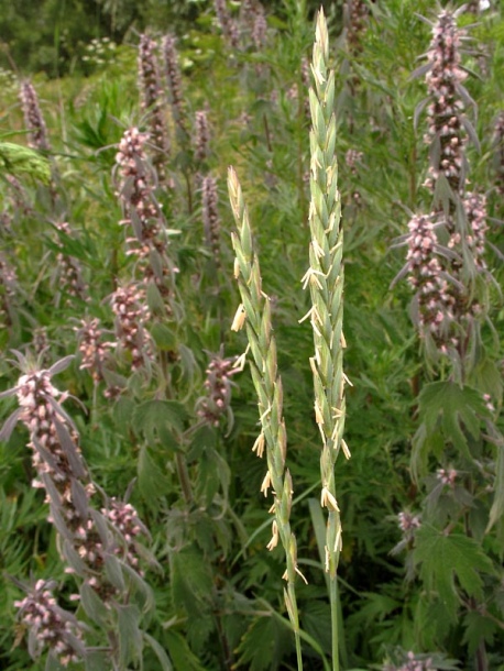 Image of Elytrigia repens specimen.