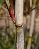 Arundo donax. Разветвление. Германия, г. Дюссельдорф, Ботанический сад университета. 04.05.2014.