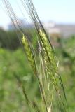 Triticum boeoticum