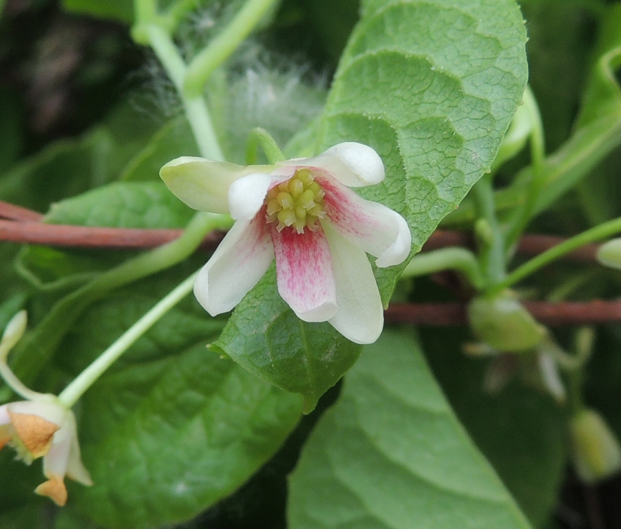 Изображение особи Schisandra chinensis.