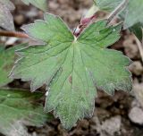 Geranium wlassovianum. Лист. Германия, г. Дюссельдорф, Ботанический сад университета. 02.06.2014.