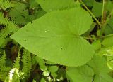 Lunaria rediviva