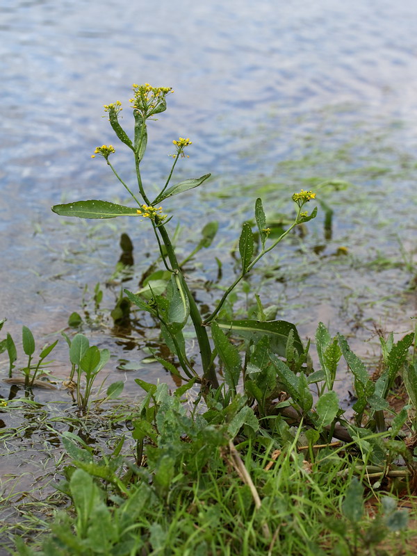 Image of Rorippa amphibia specimen.