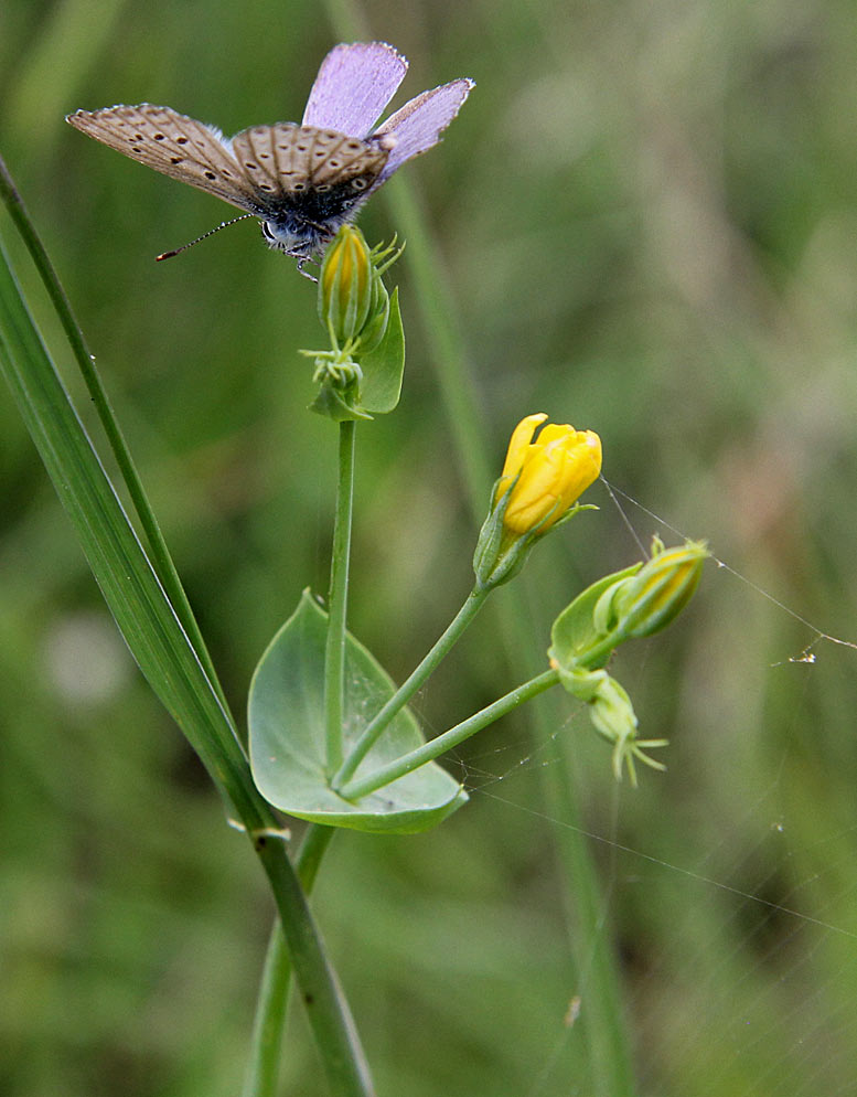 Image of Blackstonia perfoliata specimen.