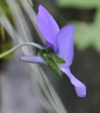Viola pseudograeca