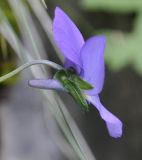 View full-size image Viola pseudograeca