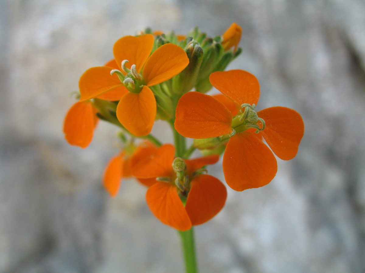 Изображение особи Erysimum croceum.