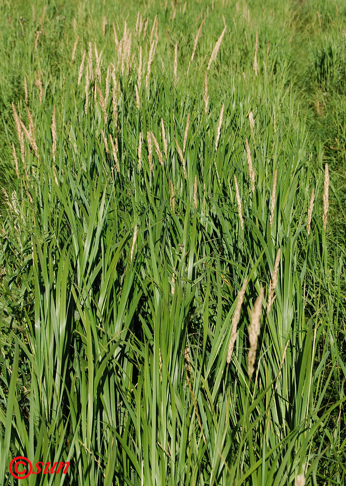 Изображение особи род Calamagrostis.