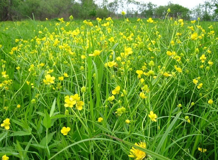 Изображение особи Ranunculus auricomus.