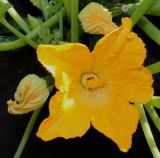 Cucurbita pepo. Цветки. Германия, г. Дюссельдорф, Ботанический сад университета. 03.07.2014.