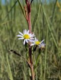 Tripolium pannonicum subspecies tripolium. Часть побега с соцветиями. Архангельская обл., Онежский р-н, устье р. Унежмы, литораль. Август 2014 г.