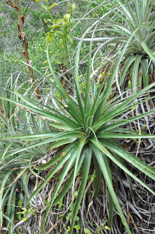 Изображение особи семейство Bromeliaceae.