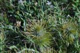 Cirsium semenowii