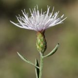 род Centaurea