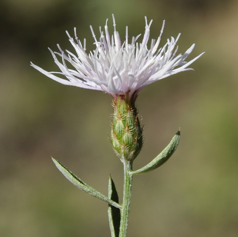 Image of genus Centaurea specimen.