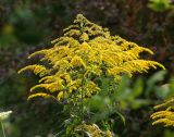 Solidago canadensis. Верхушка цветущего растения. Московская обл., Раменский р-н, окр. ж.-д. платформы Хрипань, залежь. 03.08.2014.