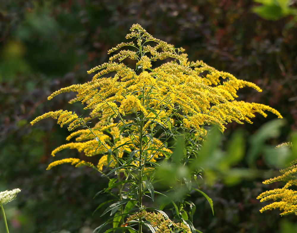 Изображение особи Solidago canadensis.