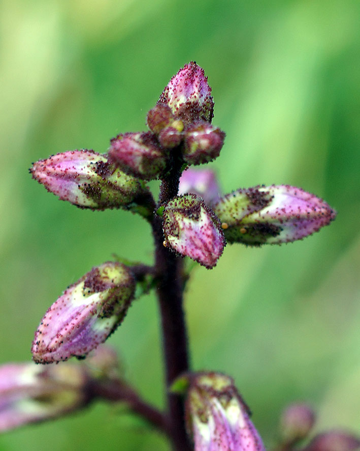 Изображение особи Dictamnus caucasicus.