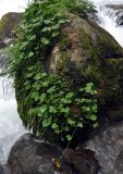 Dolichorrhiza renifolia. Растения на валуне. Карачаево-Черкесия, окр. г. Теберда, долина р. Улу-Муруджу. 28.07.2014.