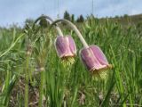 Pulsatilla campanella. Верхушки цветущих растений. Казахстан, Сев. Тянь-Шань, хр. Кетмень, окр. с. Туюк. 21 мая 2011 г.