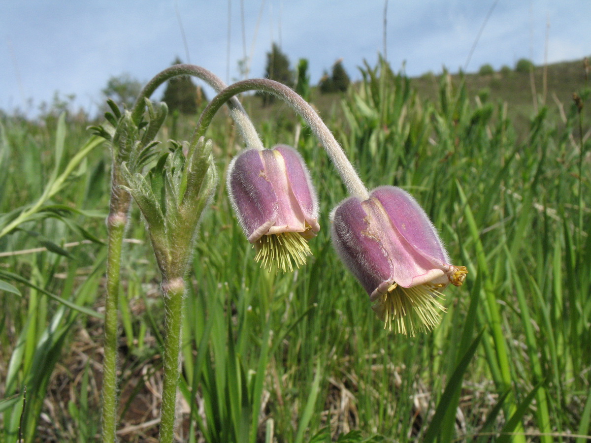 Изображение особи Pulsatilla campanella.