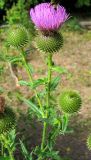 Cirsium serrulatum. Верхушка цветущего растения. Республика Татарстан, Бавлинский р-н, около р. Ик. 30.07.2009.