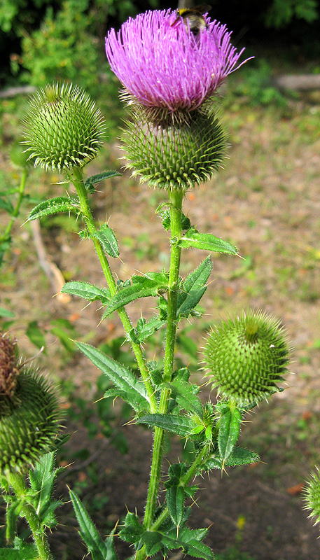 Изображение особи Cirsium serrulatum.