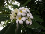 Plumeria obtusa