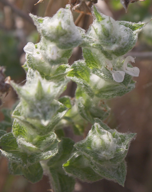 Изображение особи Salvia aethiopis.