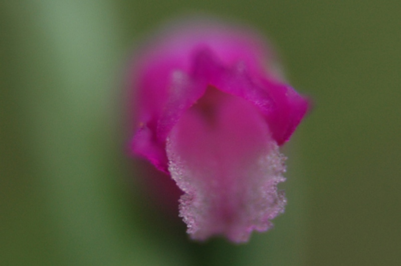 Изображение особи Spiranthes australis.