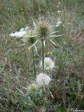 Dipsacus laciniatus. Цветущее и плодоносящее растение. Крым, Севастополь, Байдарская долина, окр. с. Орлиное. 22.08.2009.