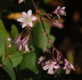 Gypsophila pacifica