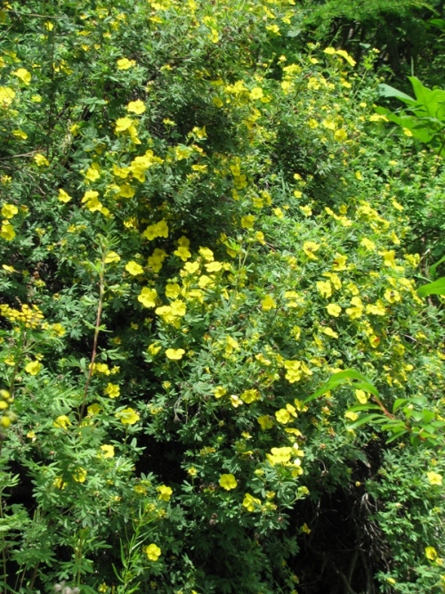 Image of Dasiphora fruticosa specimen.