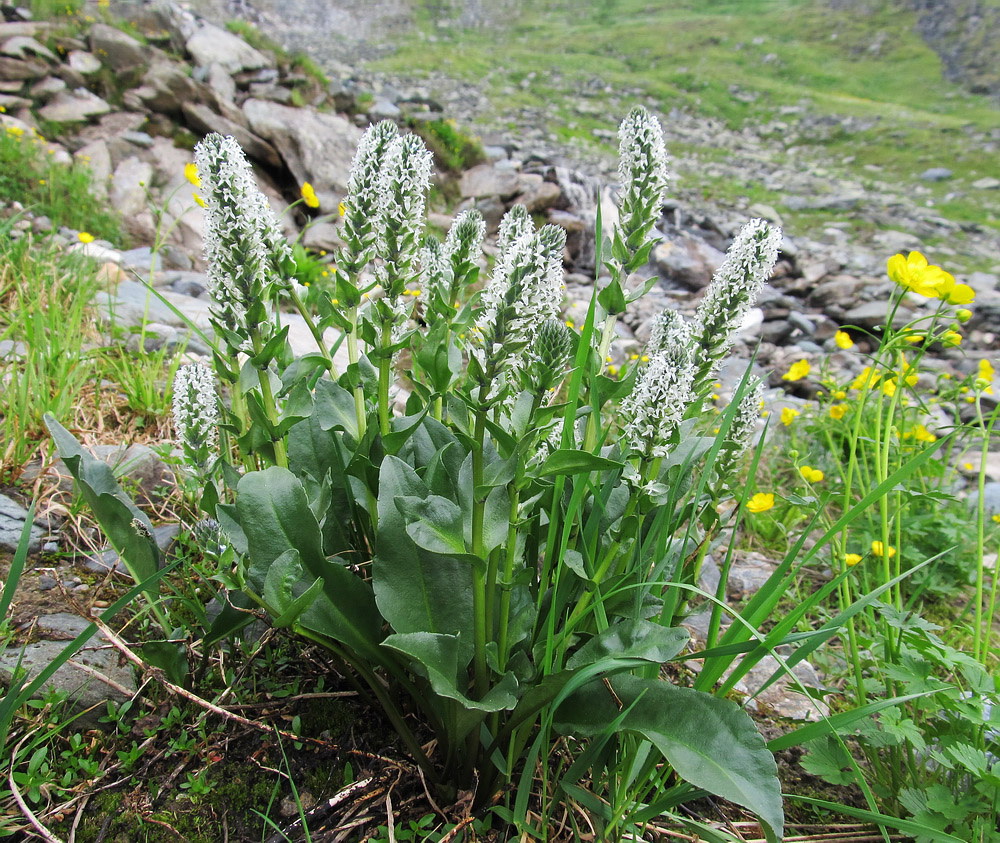 Image of Lagotis minor specimen.