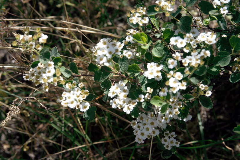 Изображение особи Spiraea pilosa.