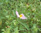 Cistus tauricus. Верхушки побегов с отцветающим цветком и незрелыми плодами. Арчово-пушистодубовый лес, мыс Мартьян, южный берег Крыма, начало июля.