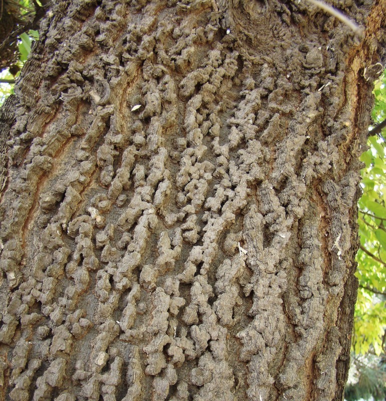 Image of genus Celtis specimen.