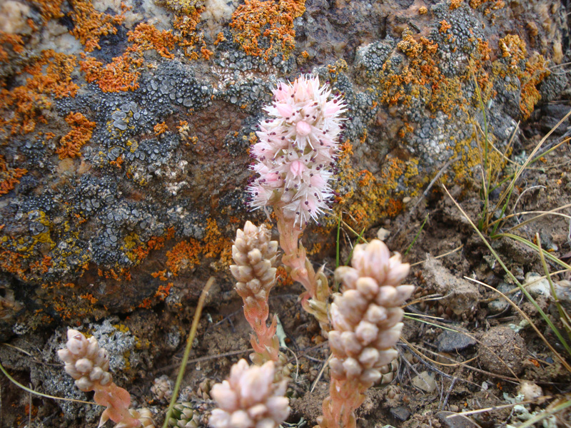 Image of Orostachys thyrsiflora specimen.