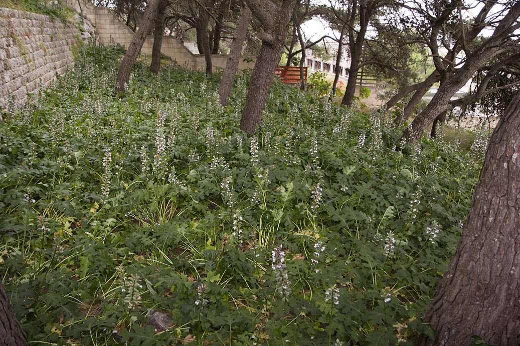 Image of Acanthus mollis specimen.