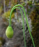 Papaver popovii