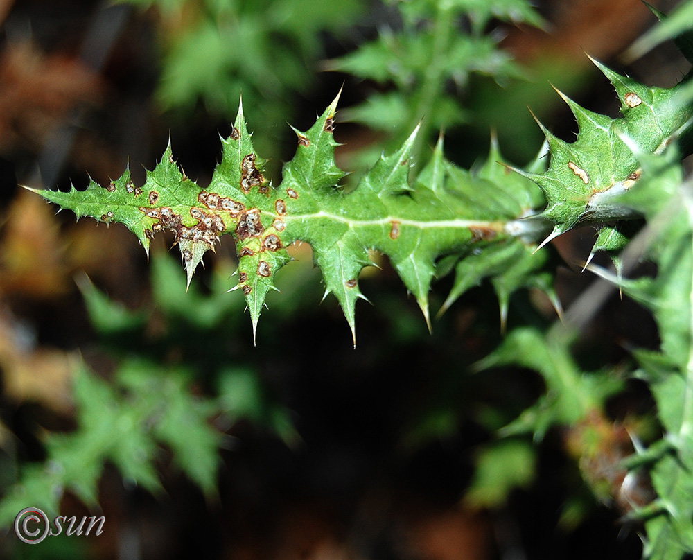 Image of Echinops ritro specimen.