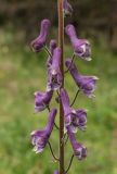 Aconitum septentrionale