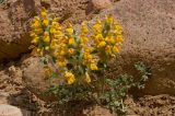 Phlomoides speciosa. Цветущее растение. Кыргызстан, р. Кекемерен. 5 мая 2015 г.